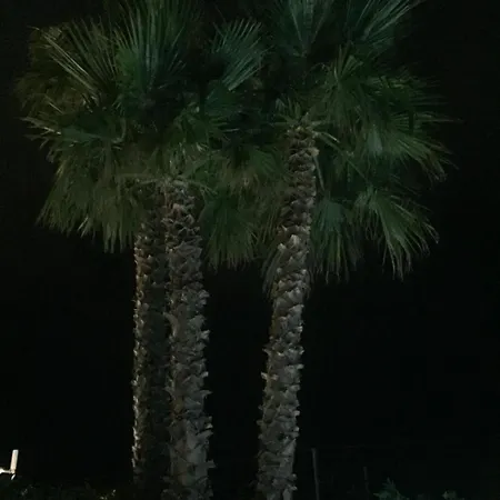 Le Tre Palme فيلة *